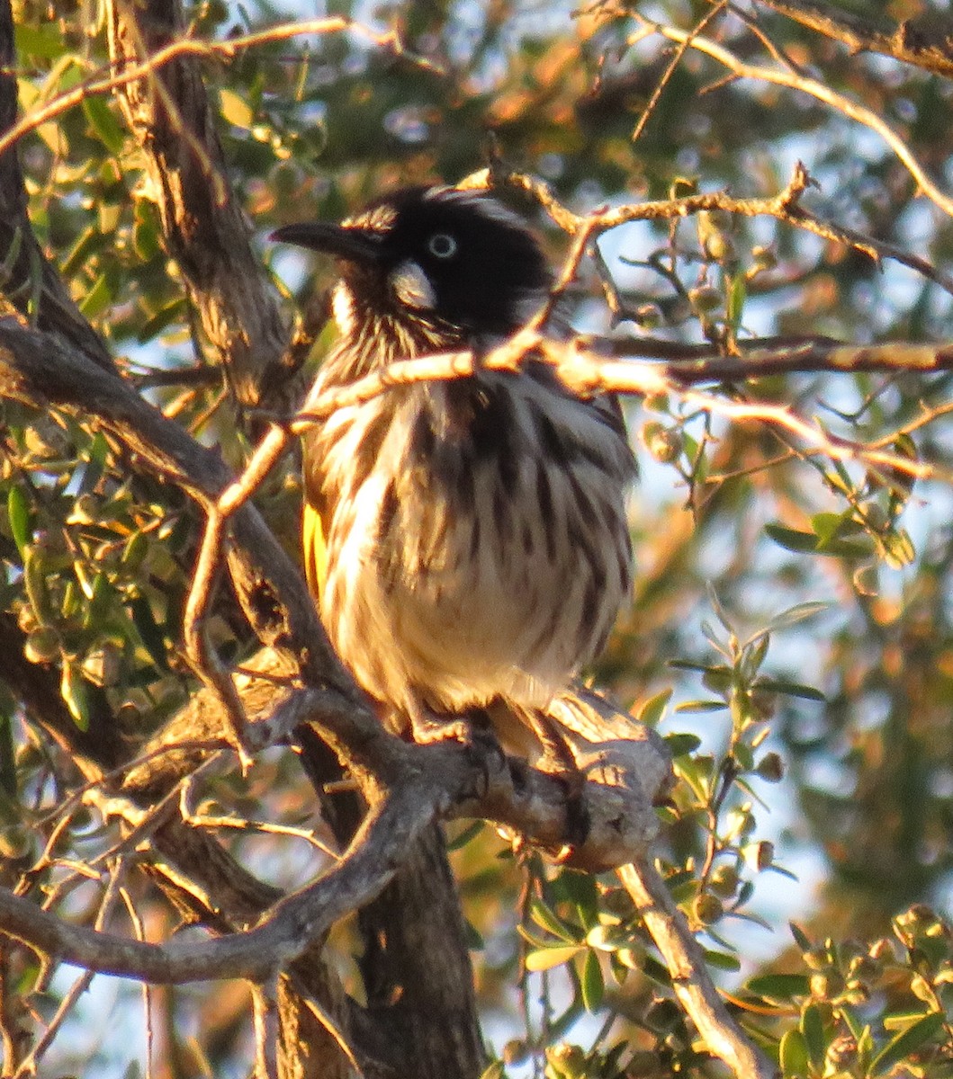 New Holland Honeyeater - ML389101211