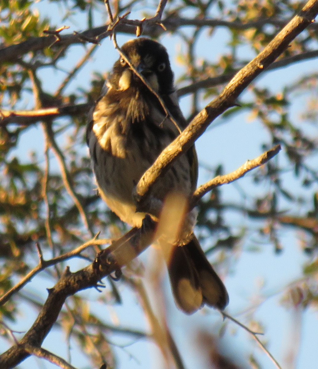 New Holland Honeyeater - ML389101251