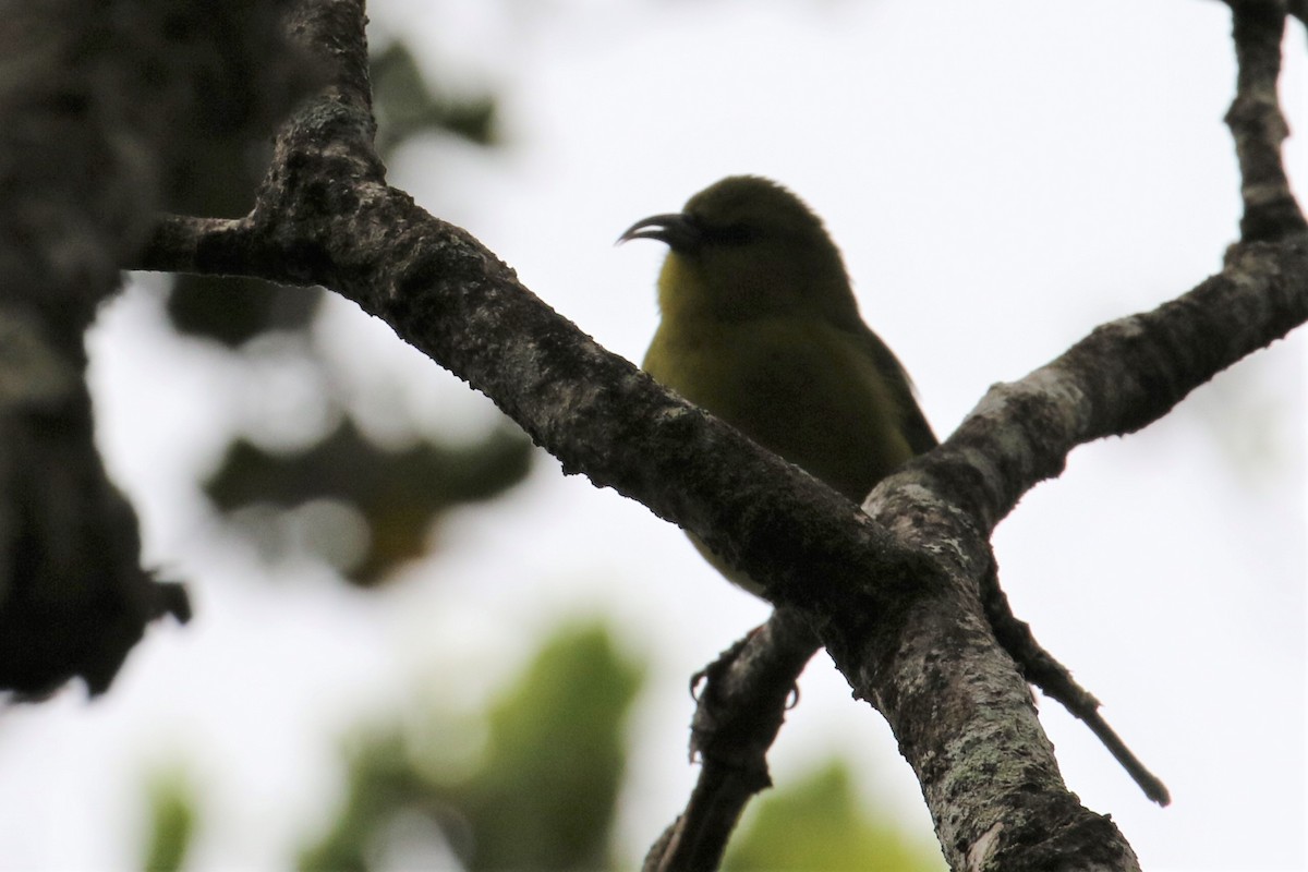 Kauai Amakihi - ML389103101