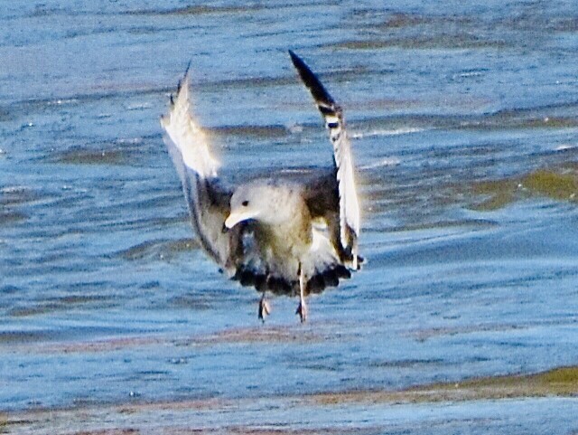 Ring-billed Gull - ML389103531