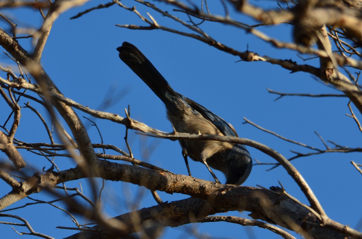 Florida Scrub-Jay - ML389104121