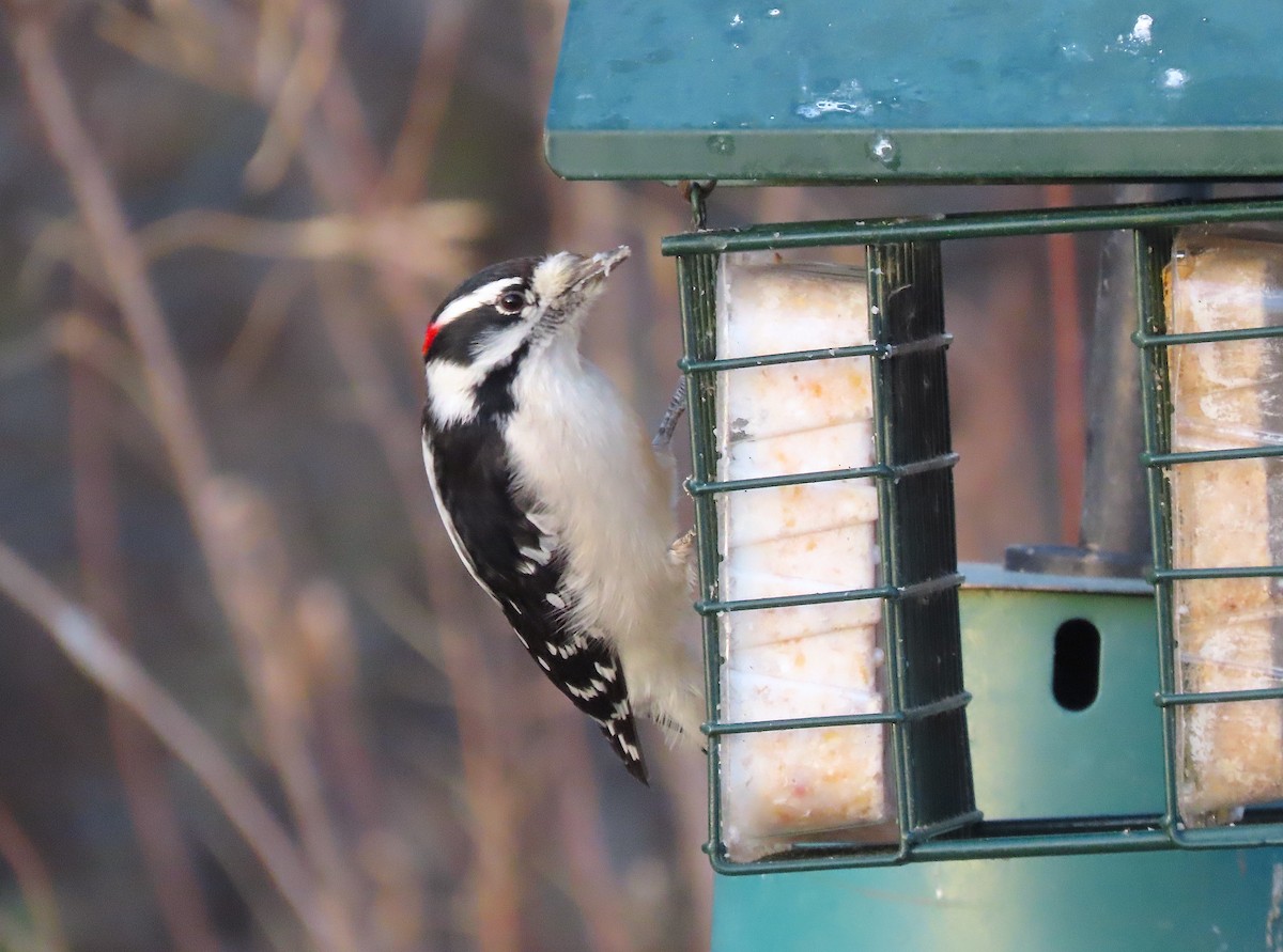 Downy Woodpecker (Rocky Mts.) - ML389104551