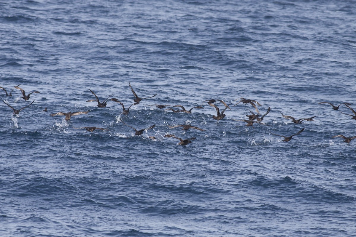 Sooty Shearwater - Michael Todd