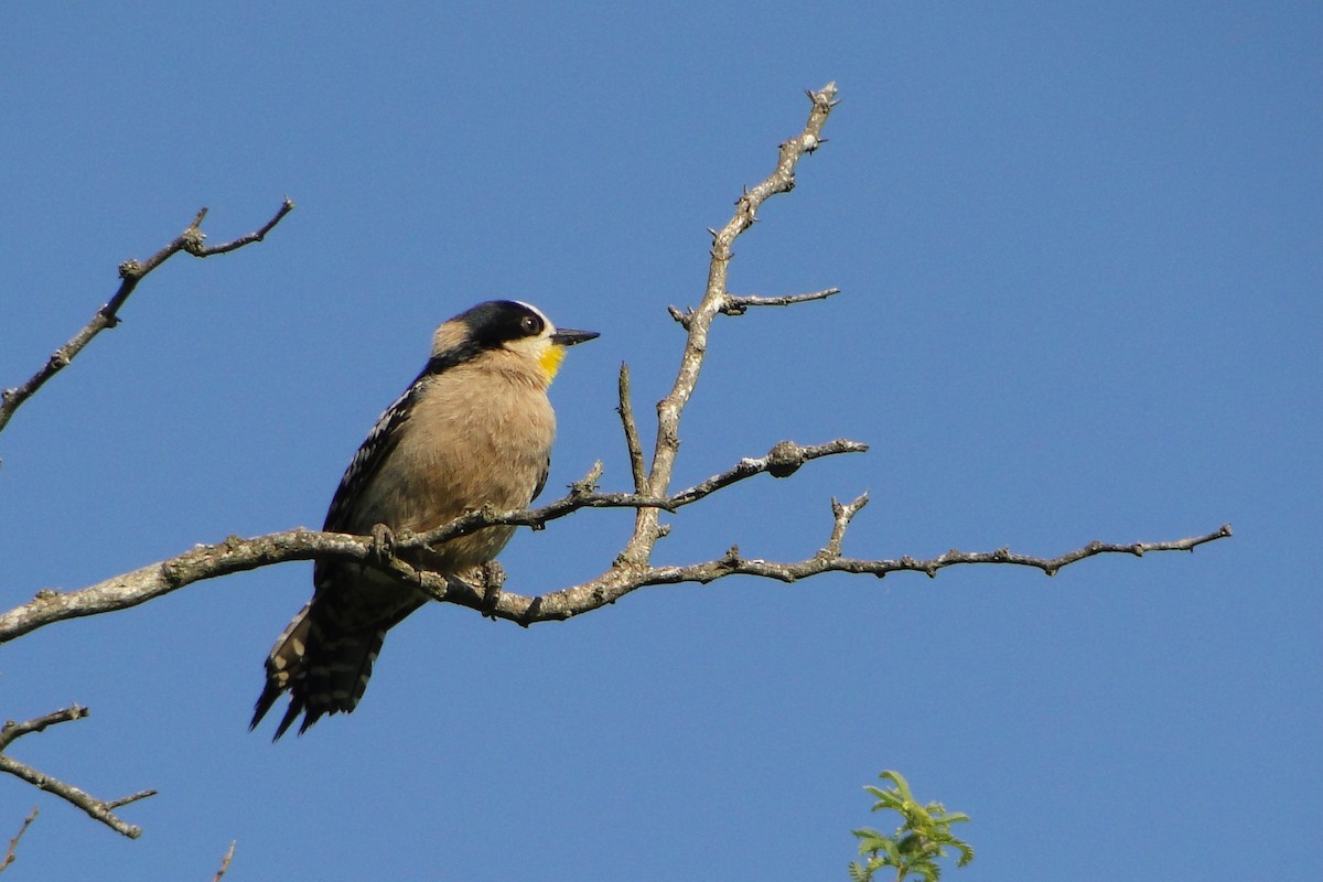 White-fronted Woodpecker - ML38910691