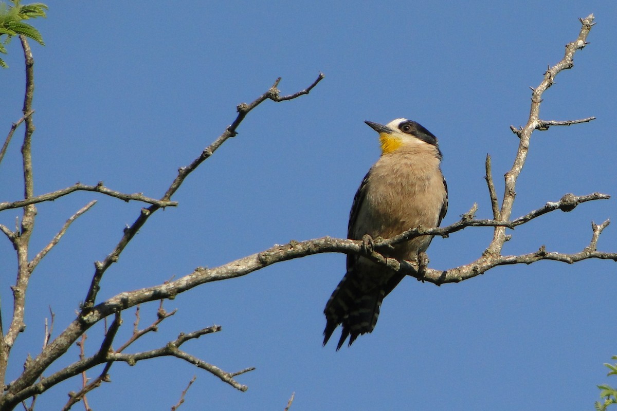 White-fronted Woodpecker - ML38910701