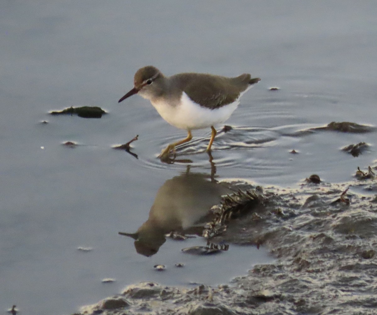 Spotted Sandpiper - ML389107551