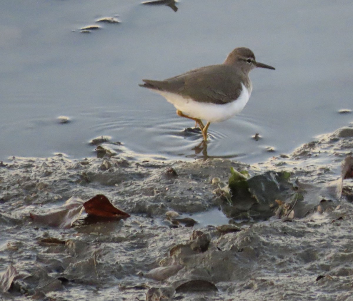 Spotted Sandpiper - George Chrisman