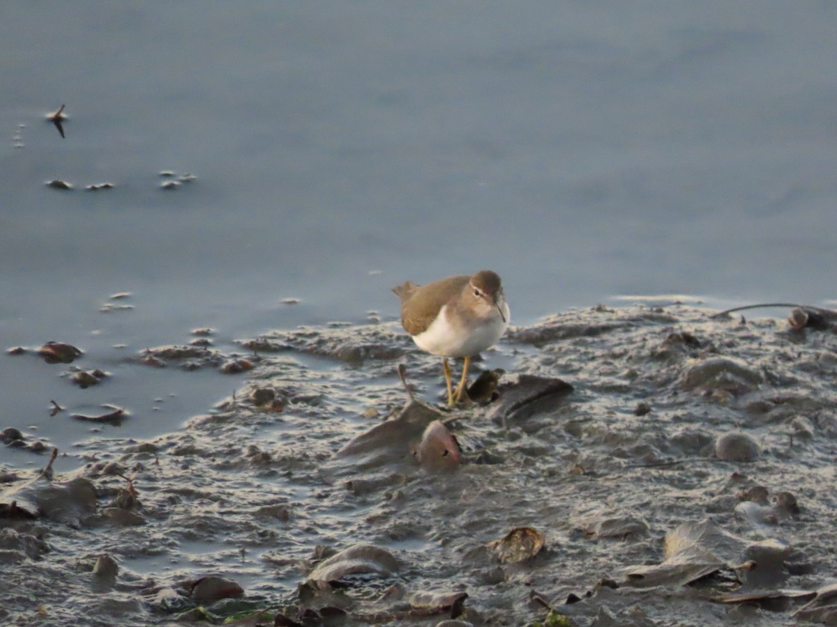 Spotted Sandpiper - ML389107571