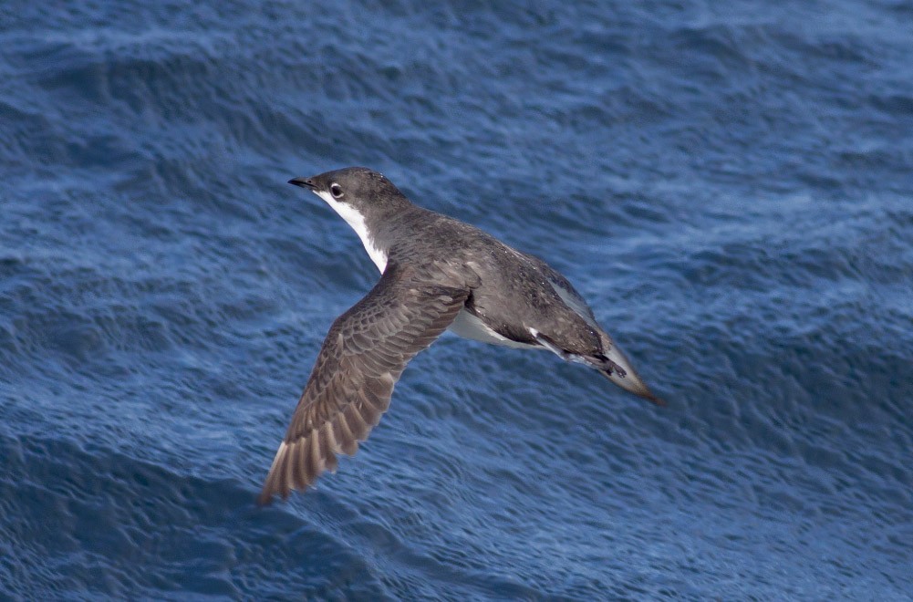 Scripps's Murrelet - ML38910791