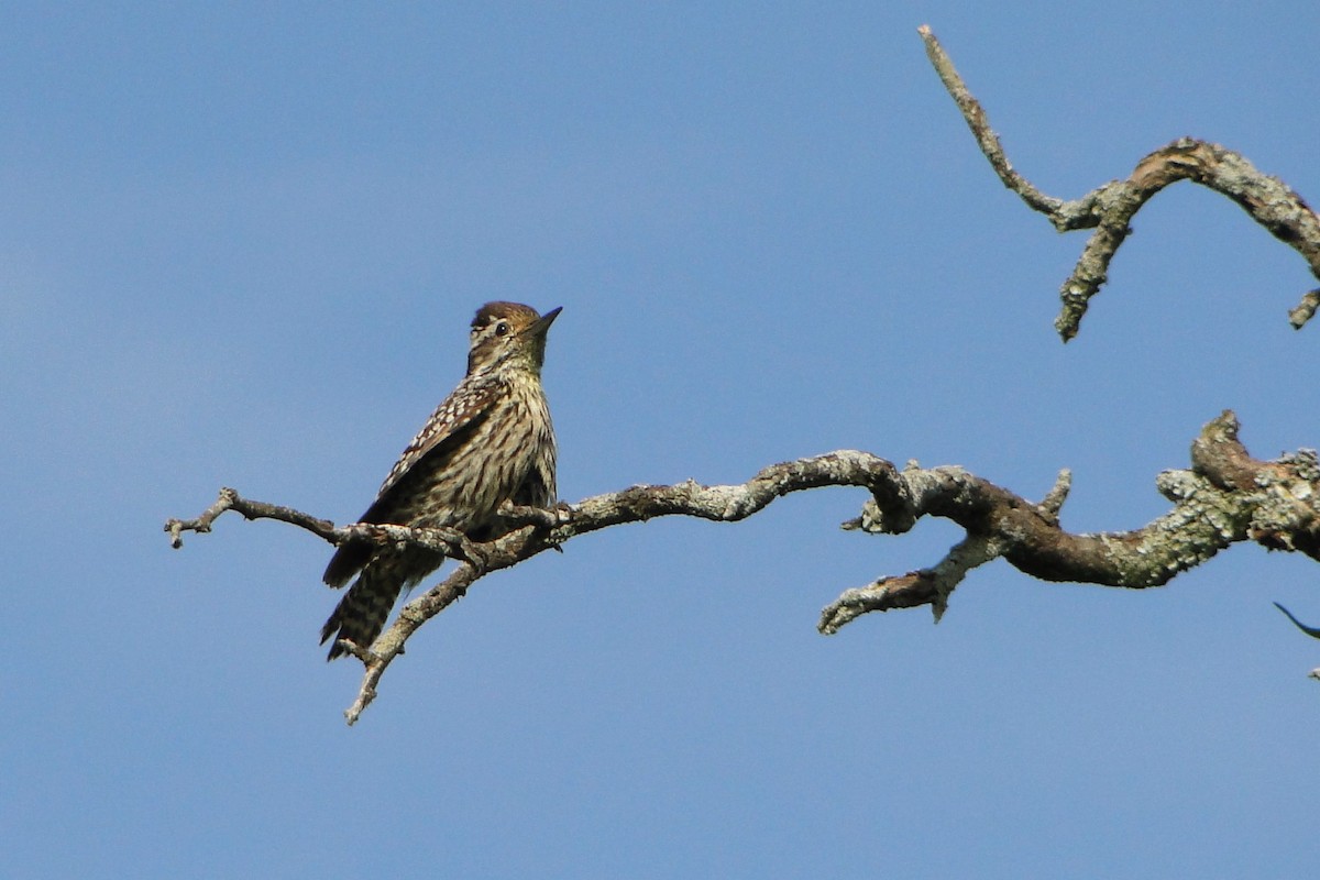 Checkered Woodpecker - Carlos Otávio Gussoni