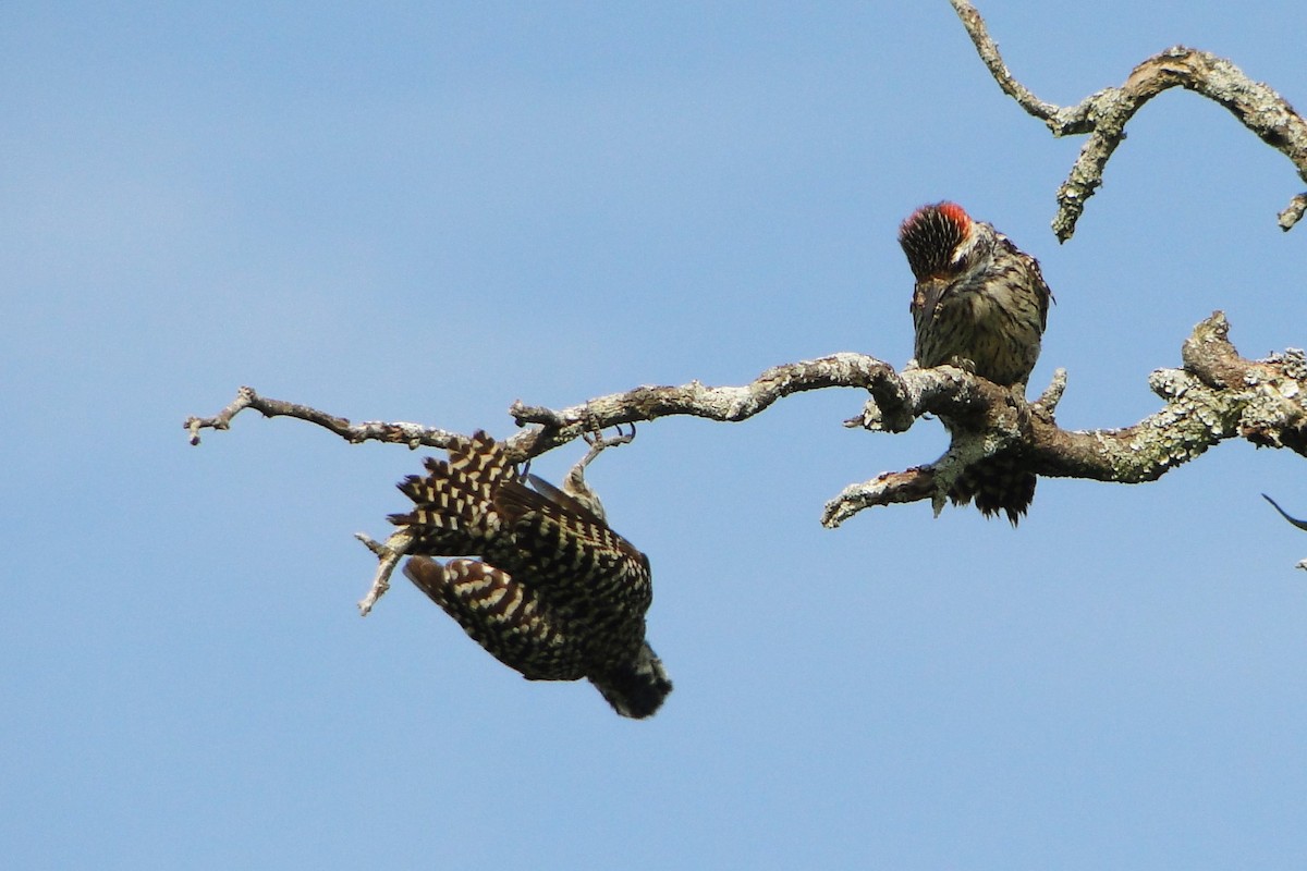 Checkered Woodpecker - Carlos Otávio Gussoni