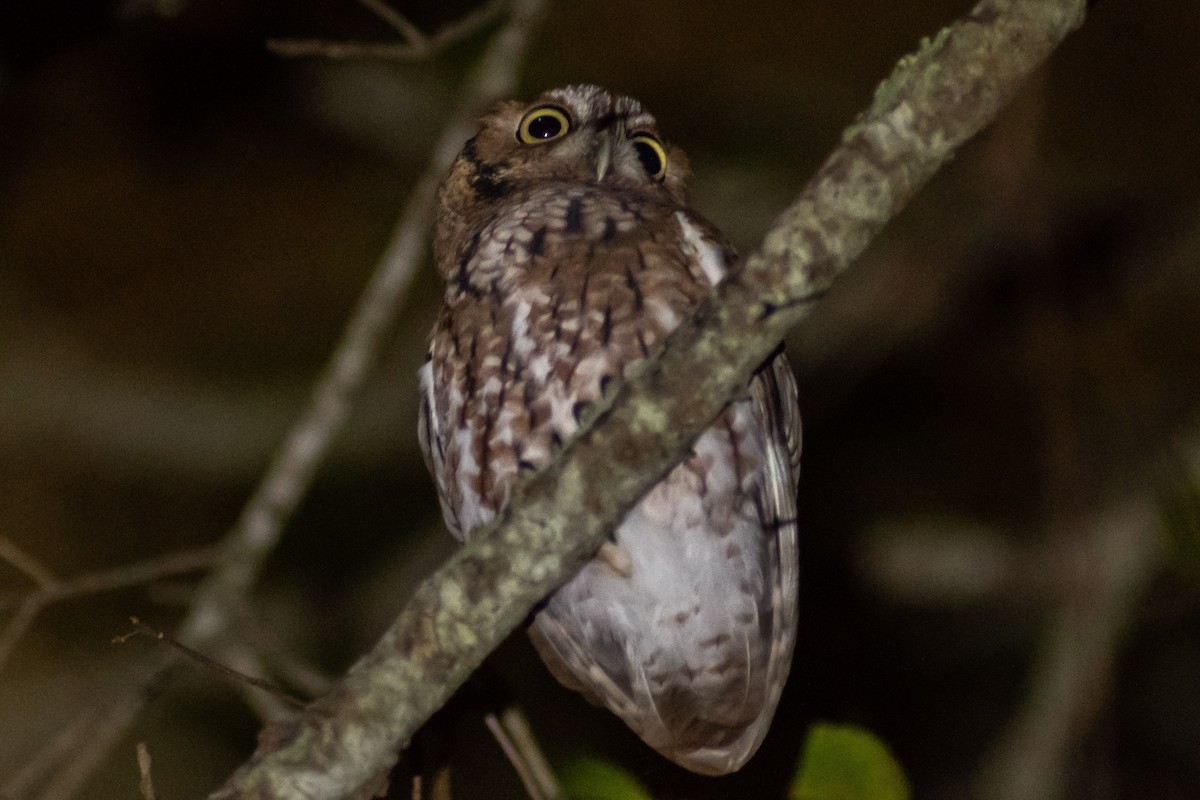 Eastern Screech-Owl - ML389109441