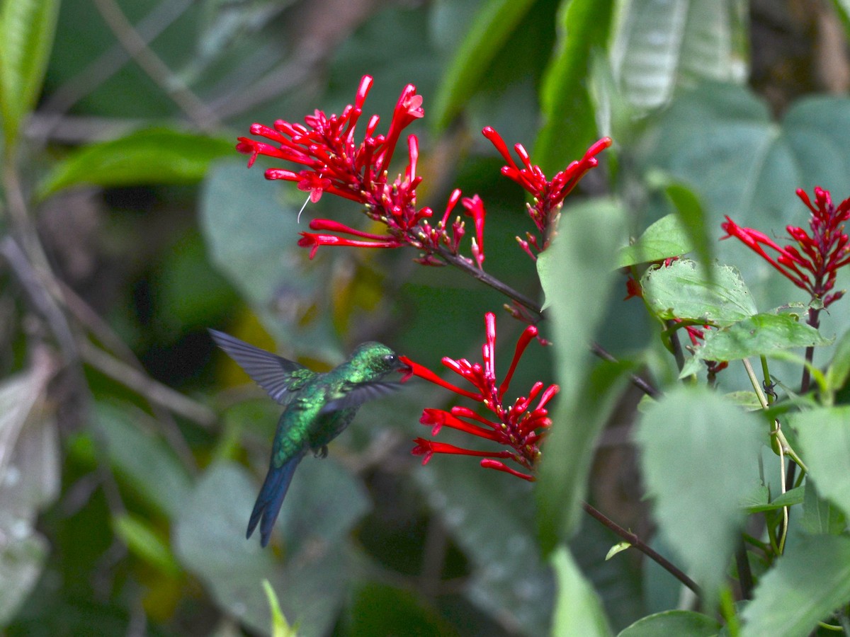 kolibřík portorický - ML38911021