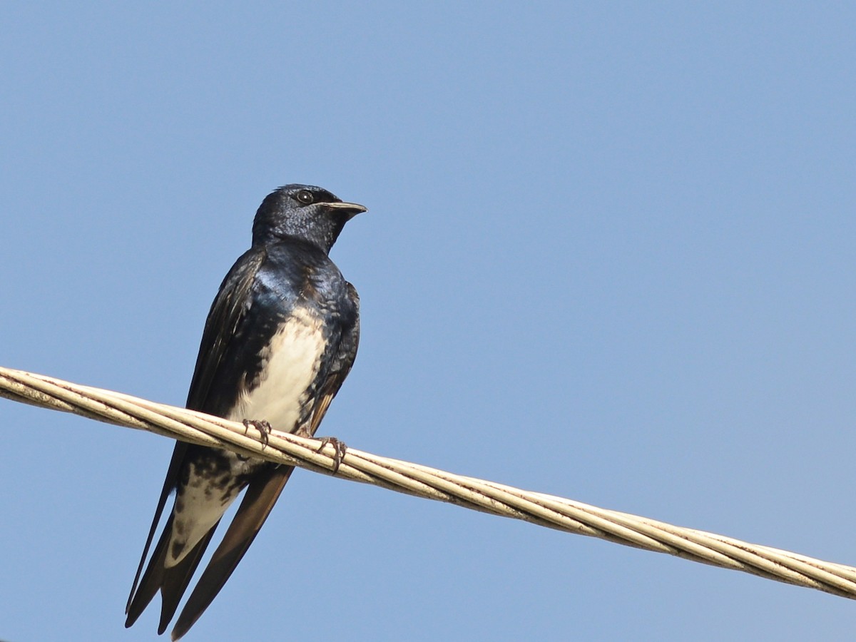 Golondrina Caribeña - ML38911141