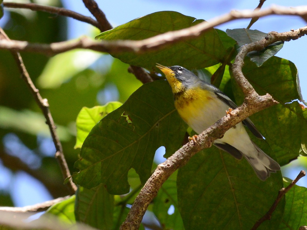 Northern Parula - Alan Van Norman