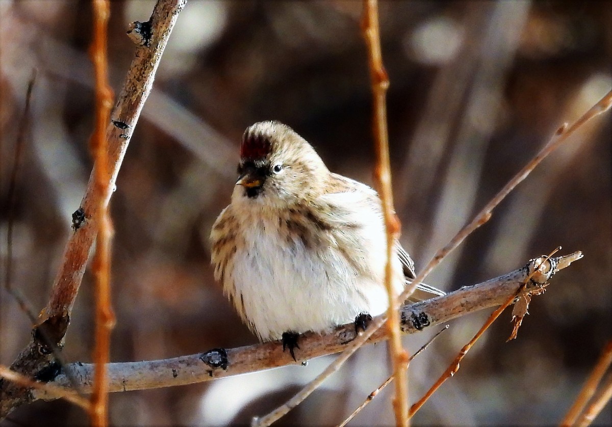 Common Redpoll - Sharon Dewart-Hansen