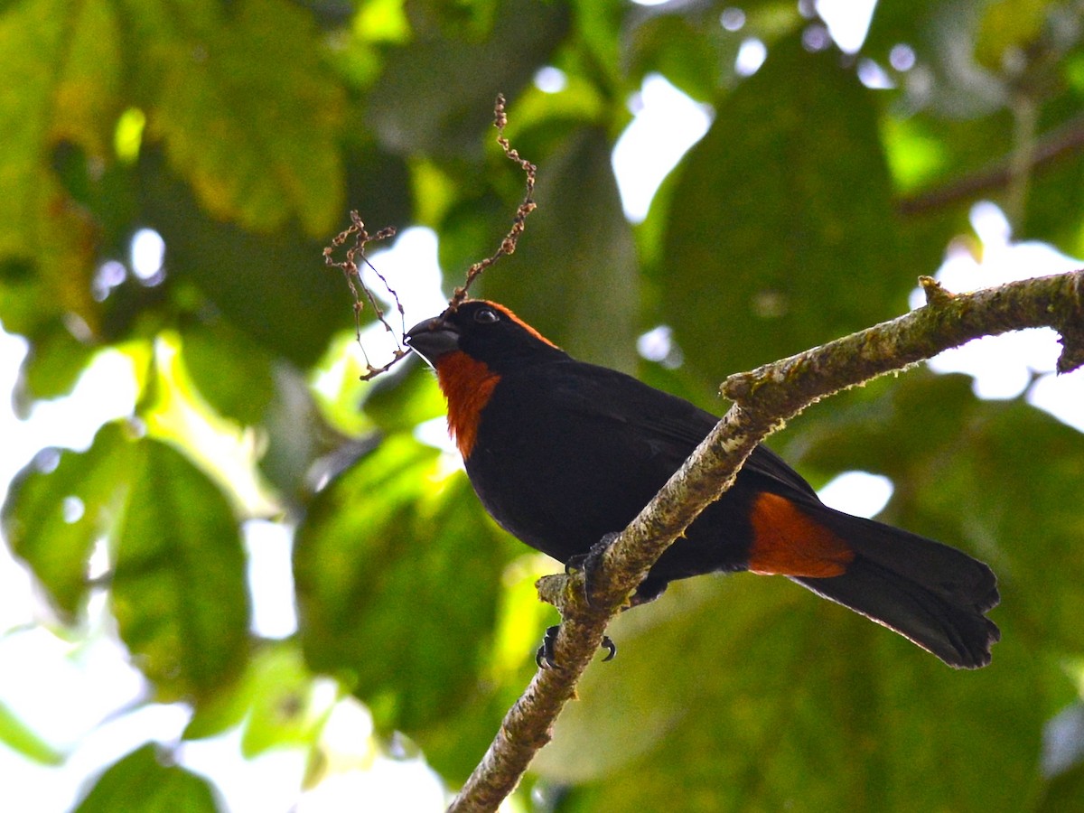 Puerto Rican Bullfinch - ML38911211