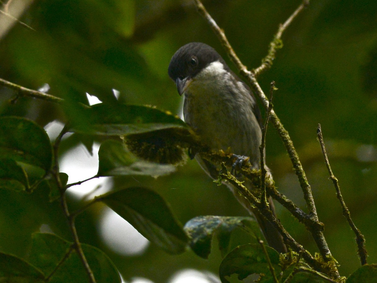 Puerto Rican Tanager - ML38911251