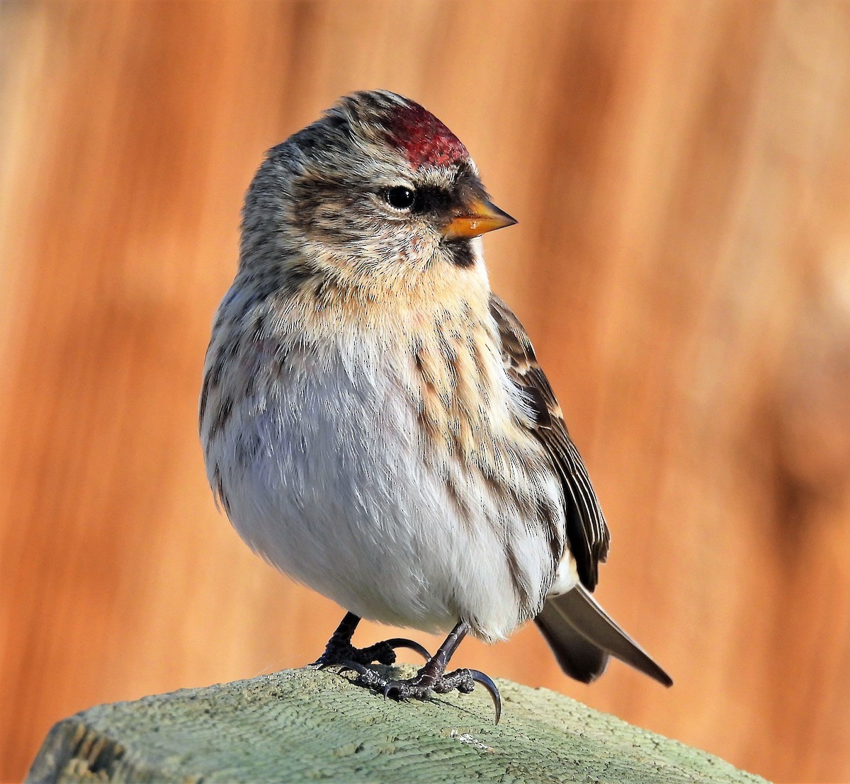 Common Redpoll - ML389112851