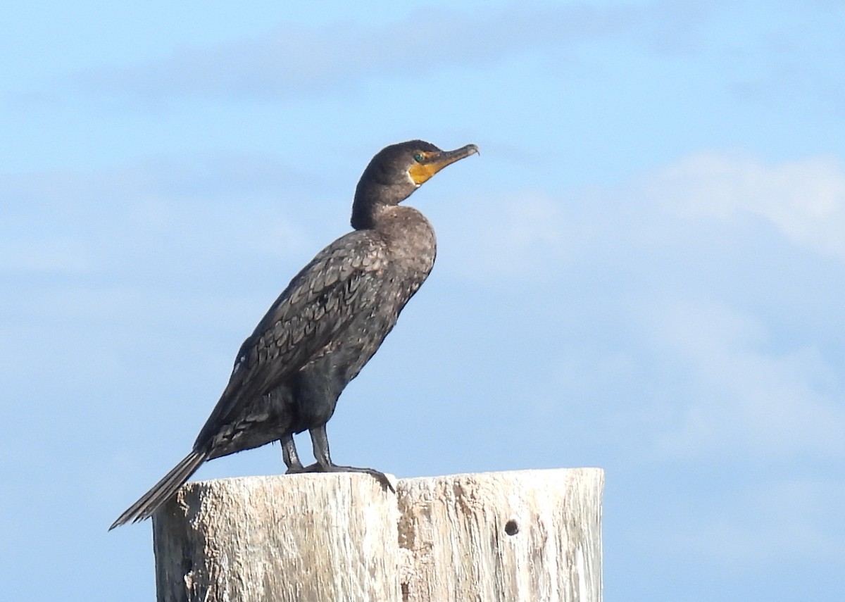 Neotropic Cormorant - ML389112991