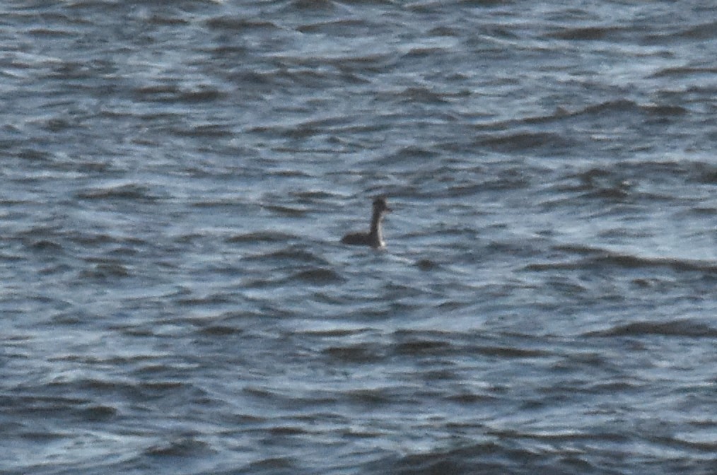 Western Grebe - ML389113201