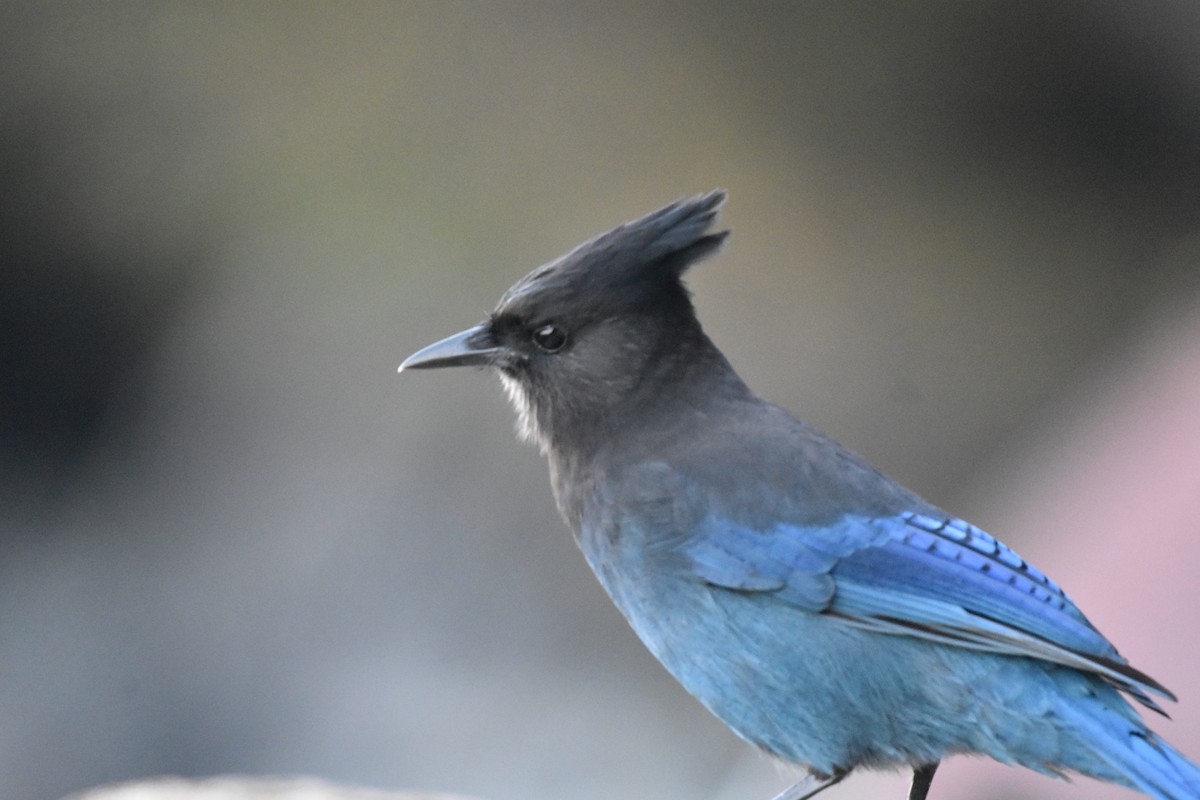 Steller's Jay - ML389113671