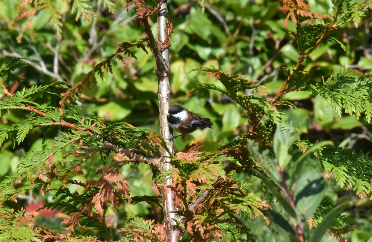 Mésange à dos marron - ML389114621