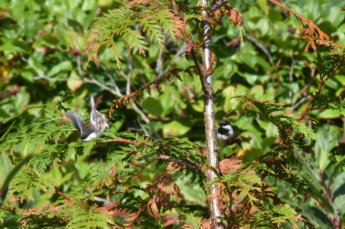 Chestnut-backed Chickadee - ML389114631