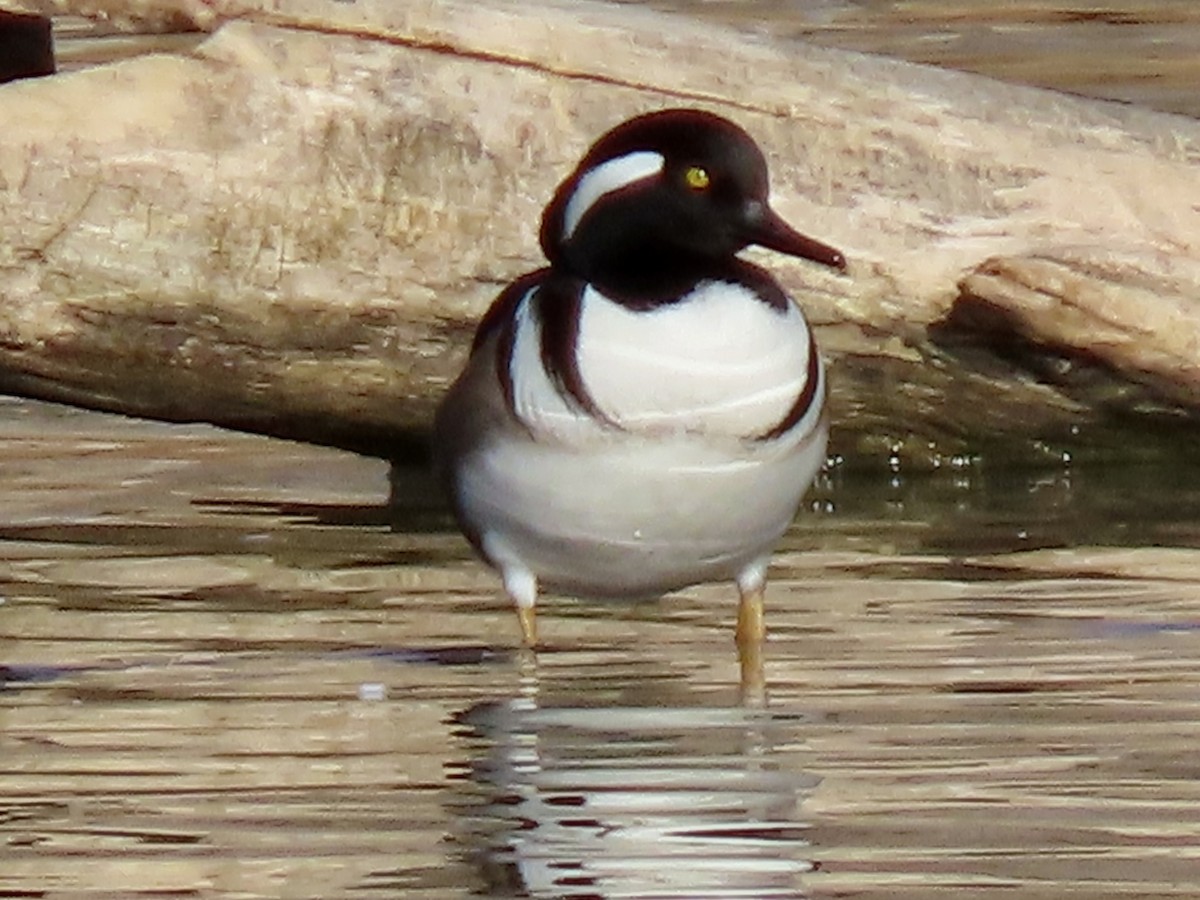 Hooded Merganser - ML389115891