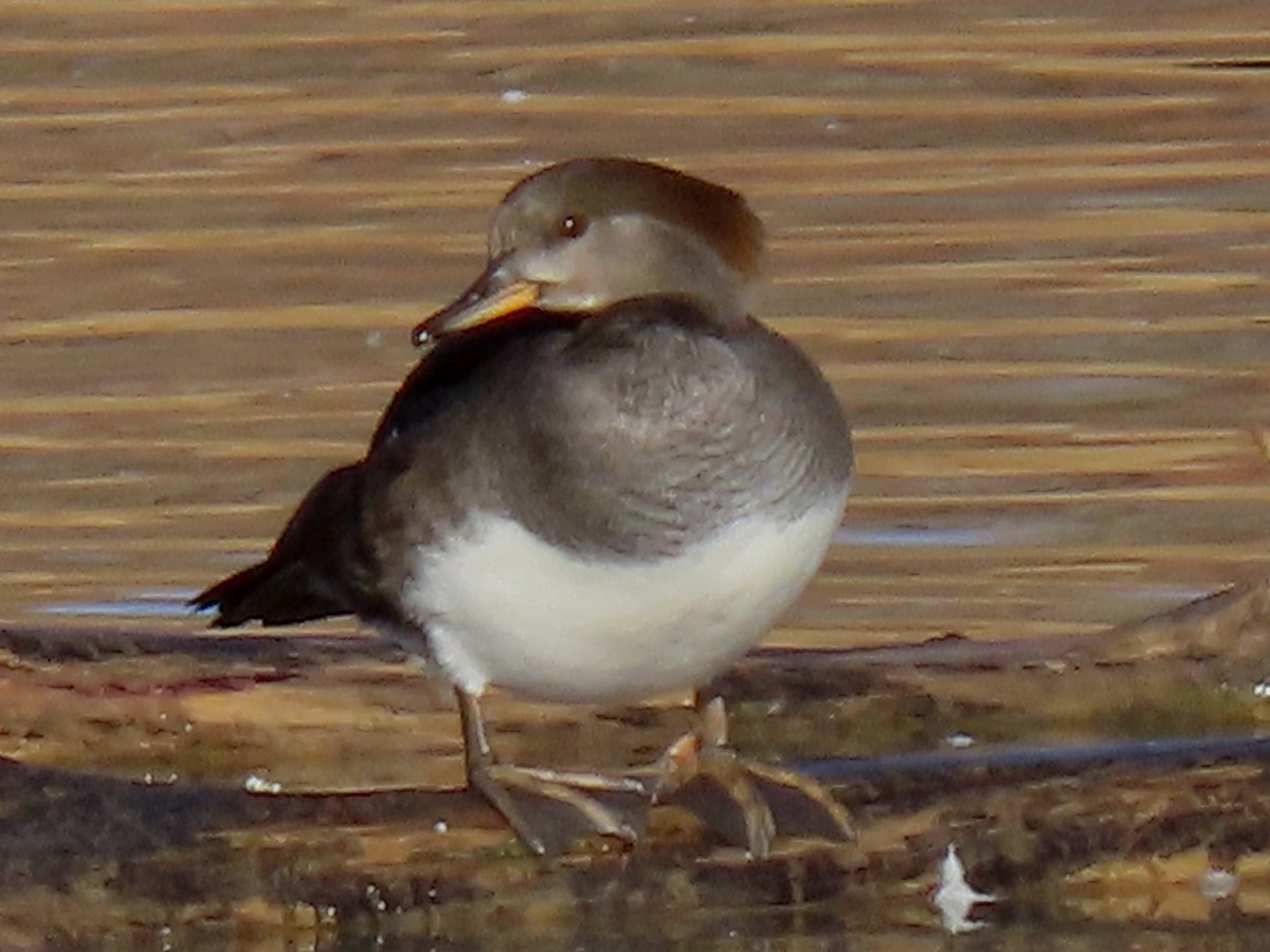 Hooded Merganser - ML389115901