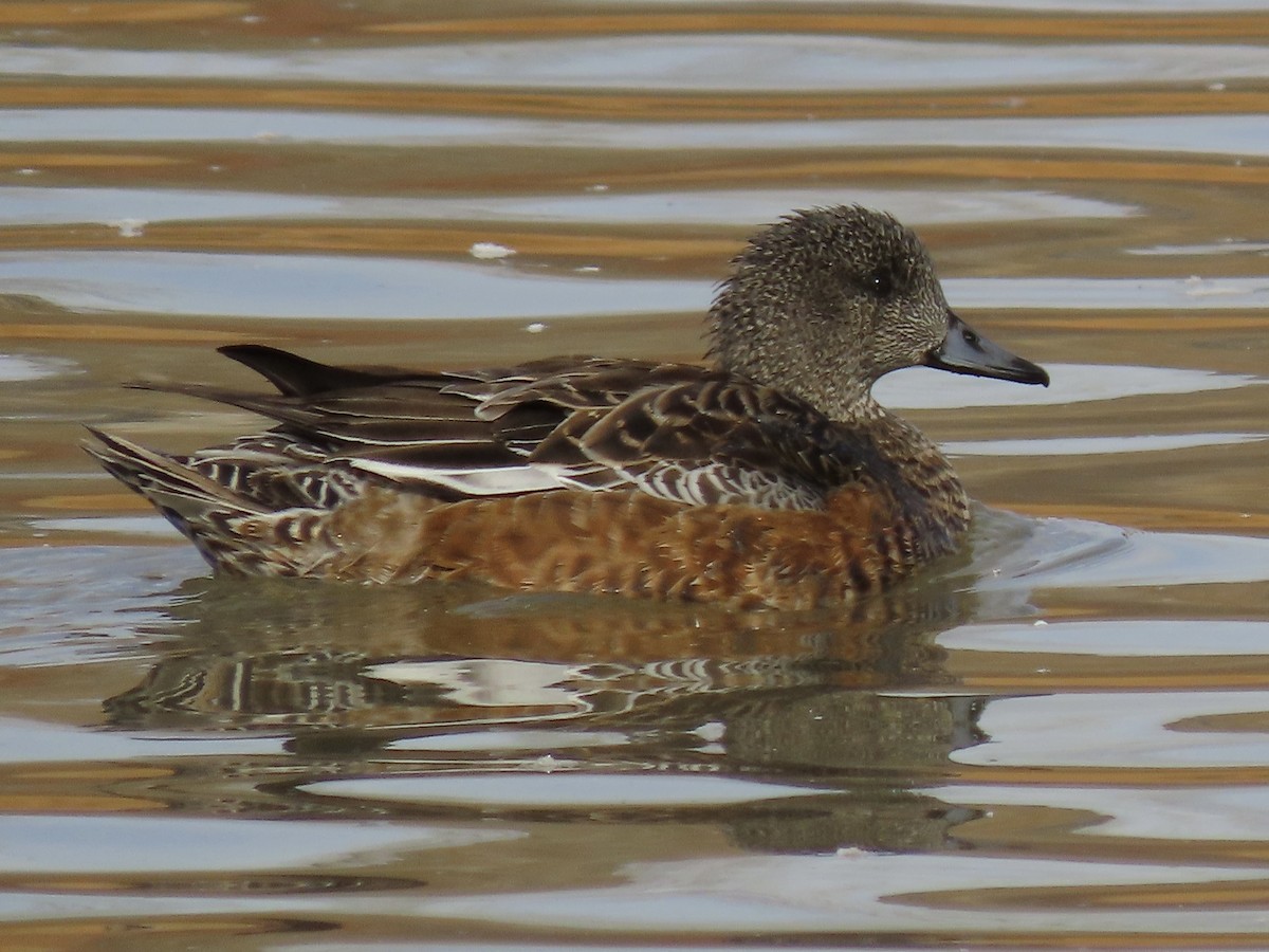 American Wigeon - ML389115971