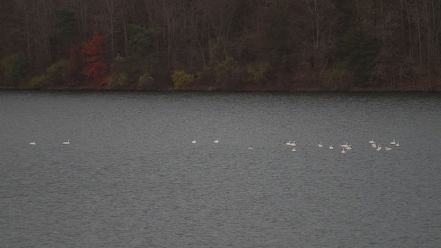 Tundra Swan - ML389116061