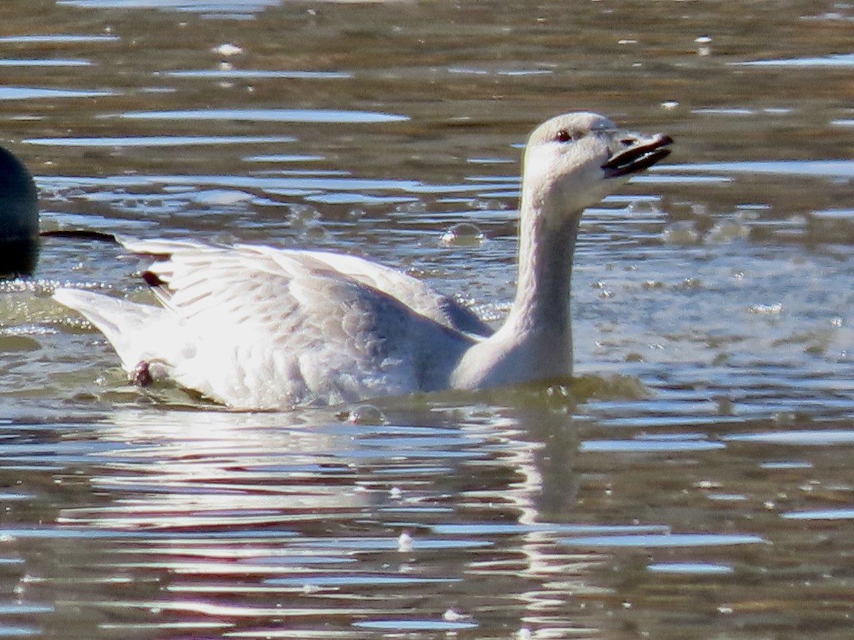 Snow Goose - ML389116101