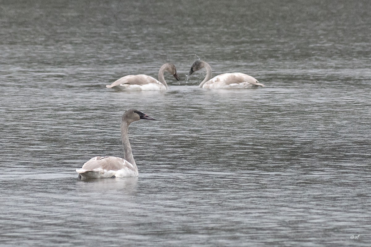 Trumpeter Swan - ML389116591