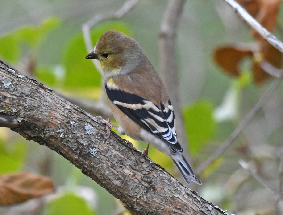 American Goldfinch - Michael Hatton