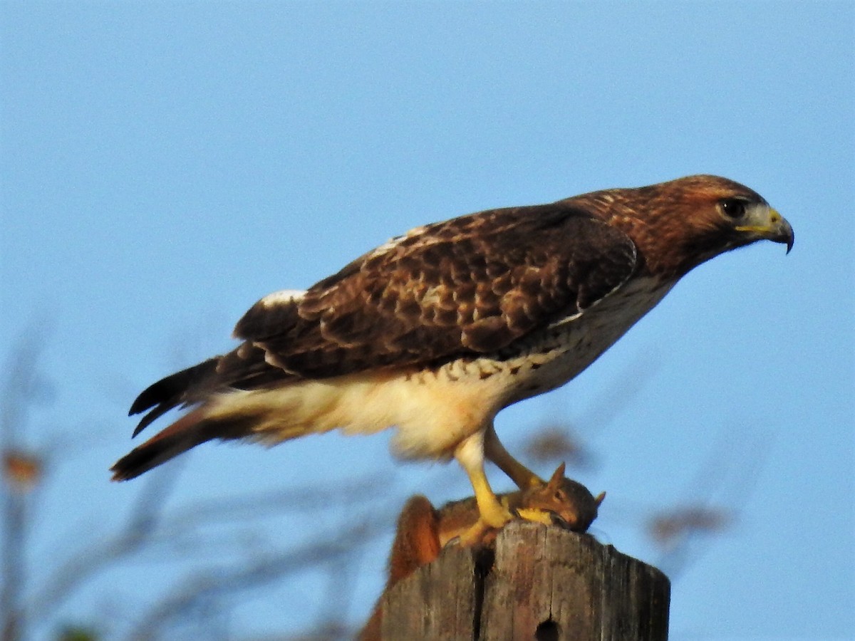 Red-tailed Hawk - ML389117851