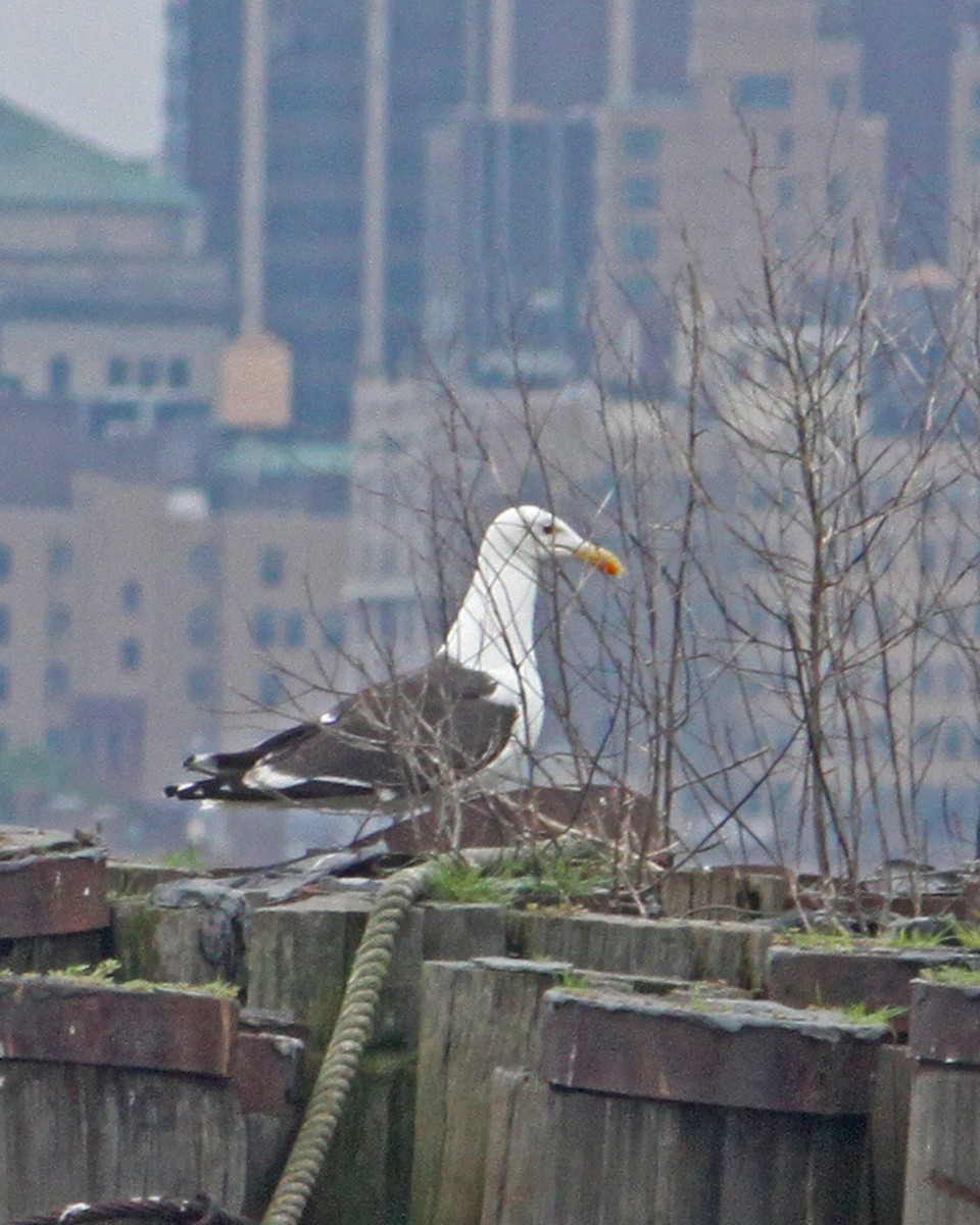 Great Black-backed Gull - ML389117981