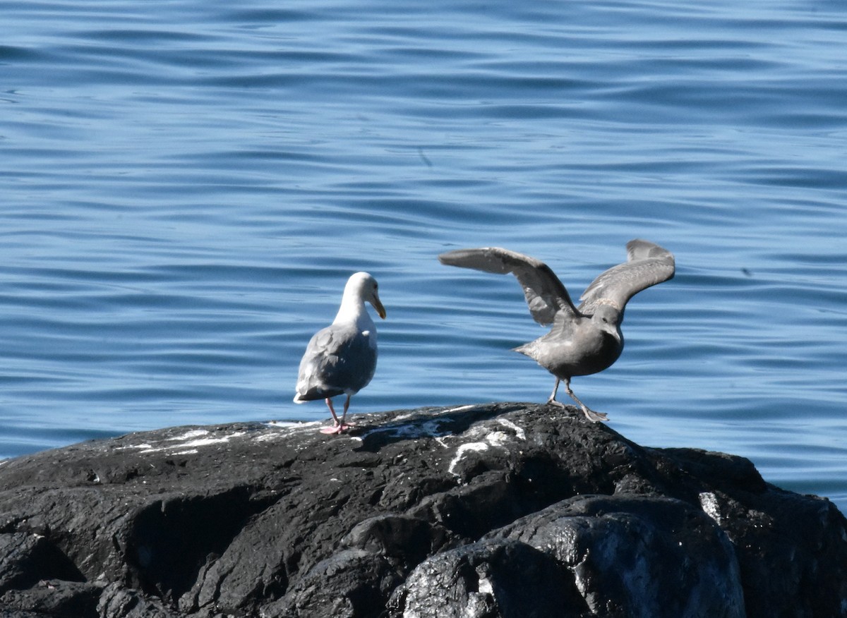 Gaviota Occidental - ML389118071