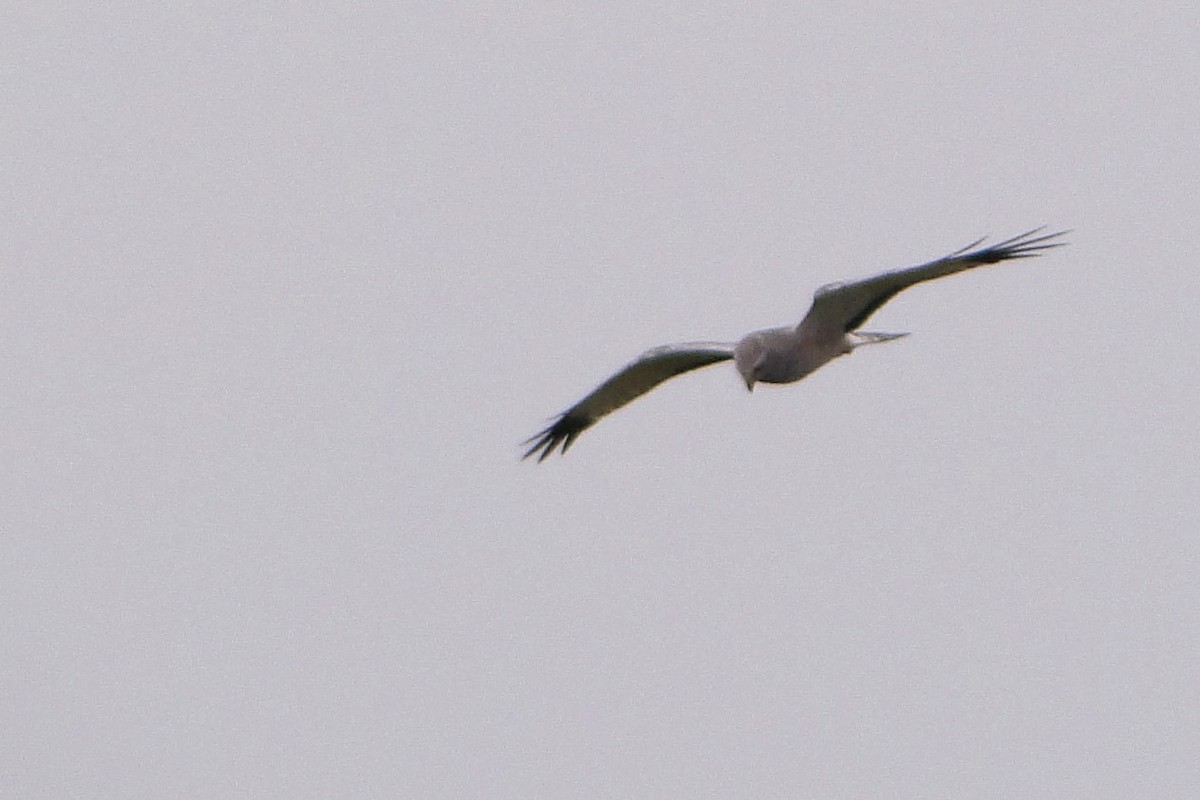 Cinereous Harrier - ML38911921