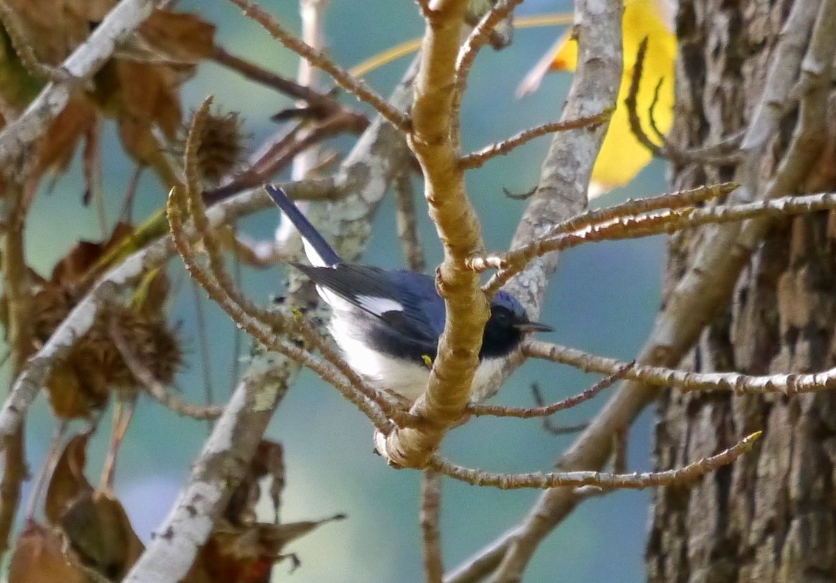 Black-throated Blue Warbler - ML389119211
