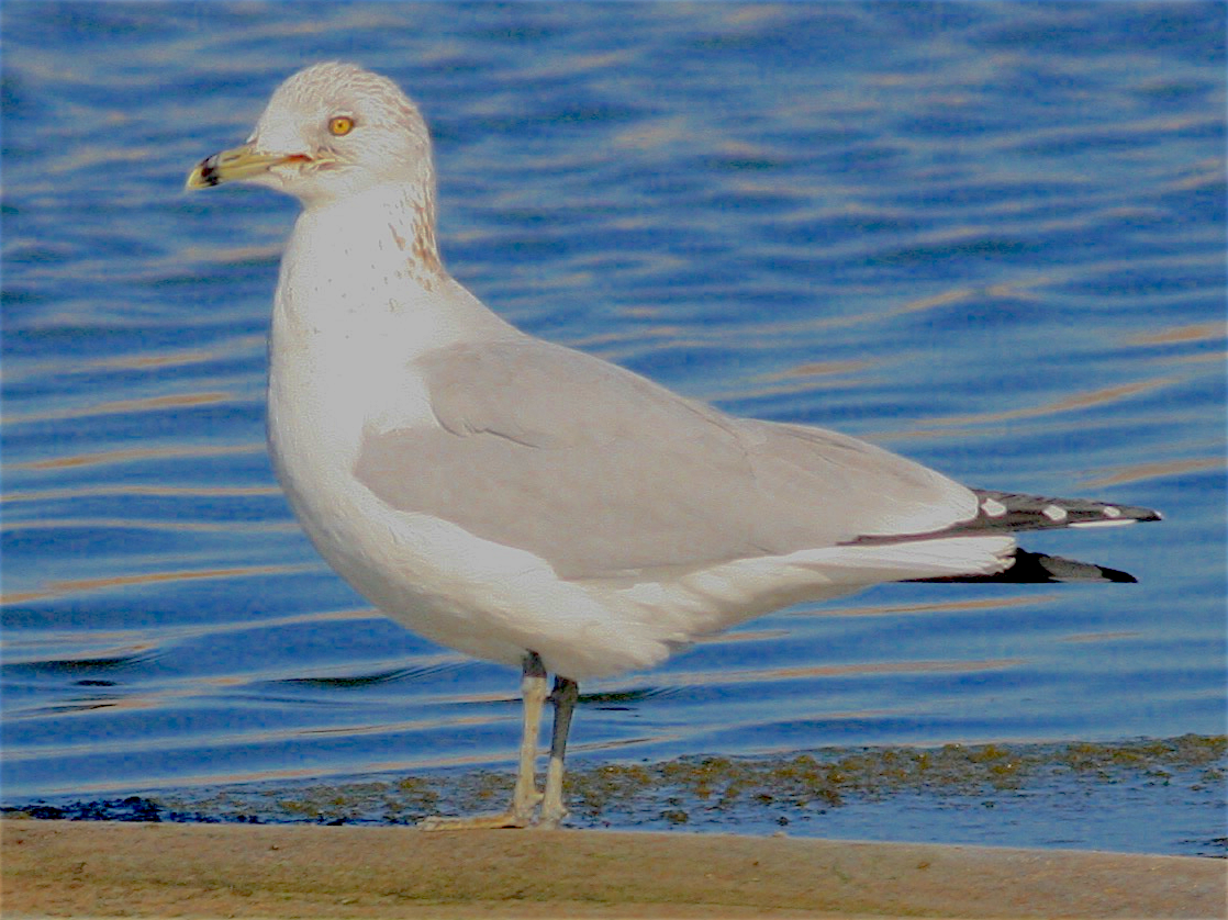 Ring-billed Gull - ML389119241