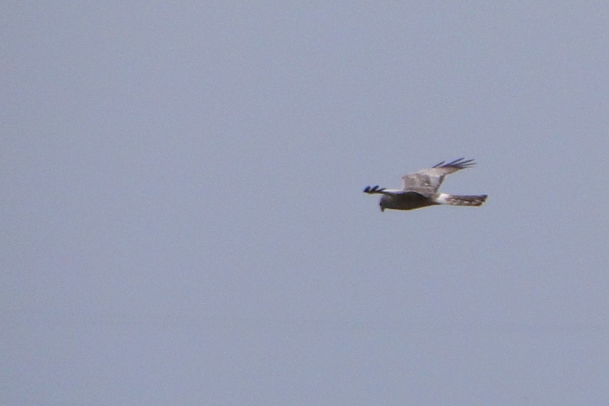 Cinereous Harrier - ML38911931