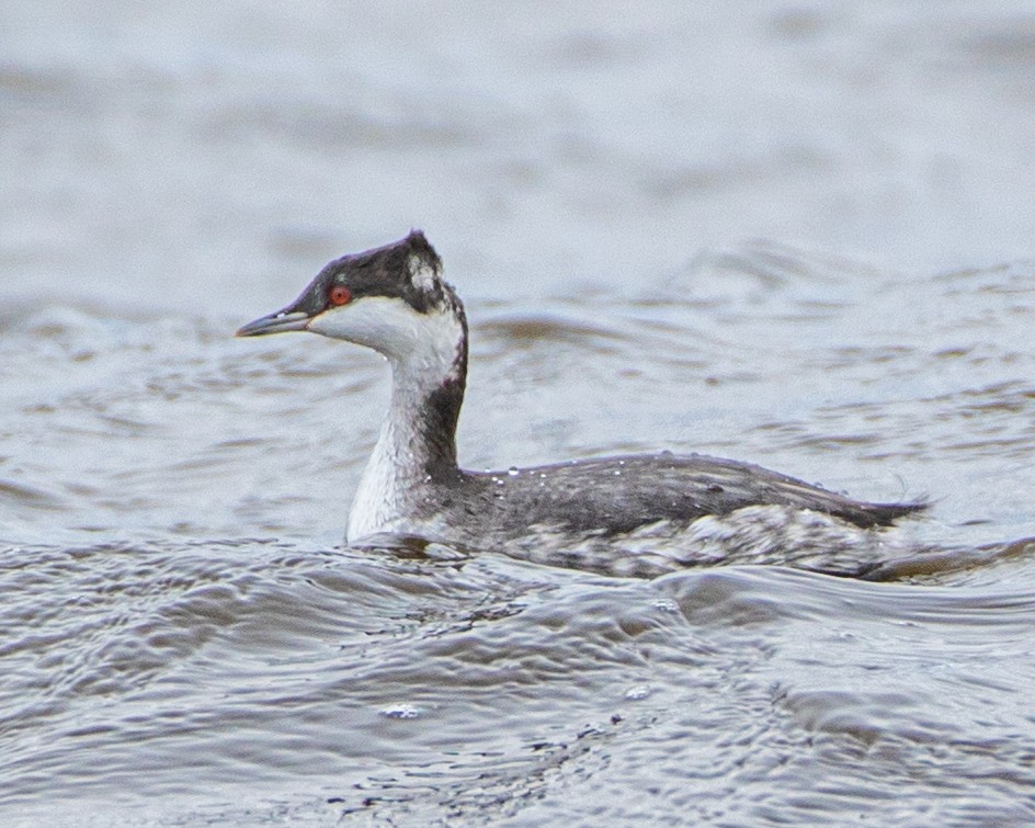 Horned Grebe - ML389119371