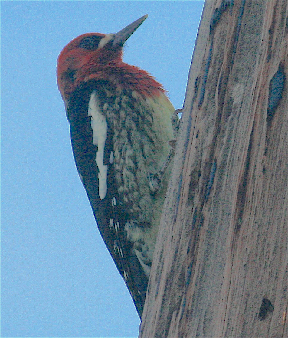 Red-breasted Sapsucker - ML389119691