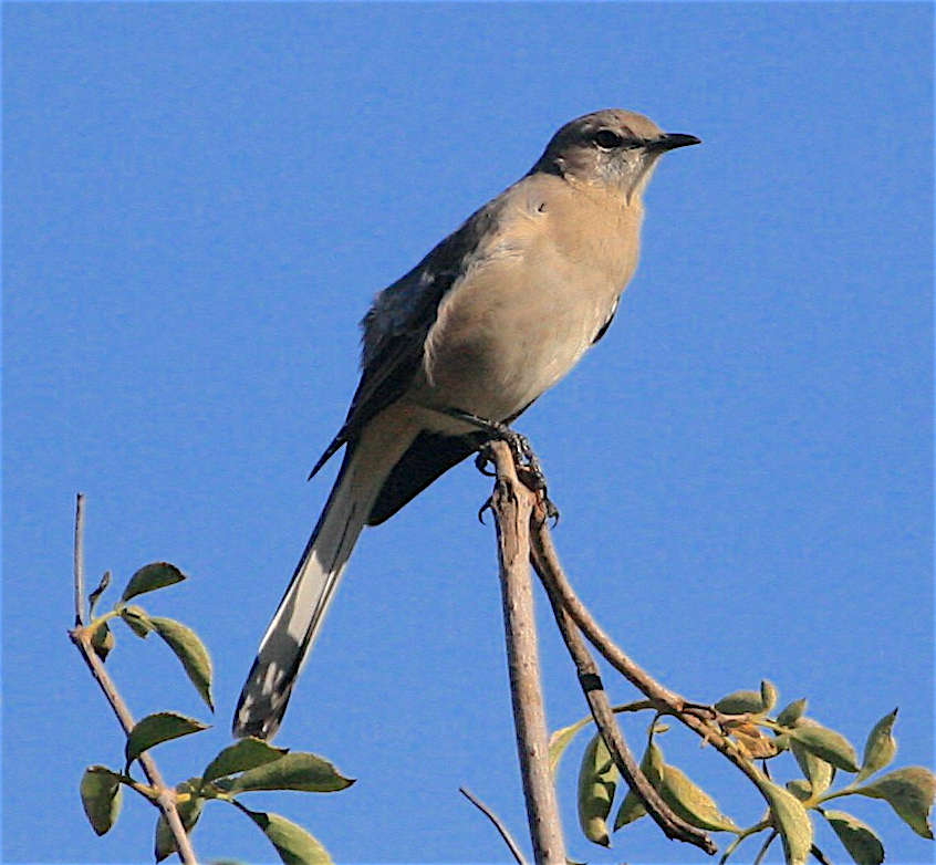 Northern Mockingbird - ML389119741