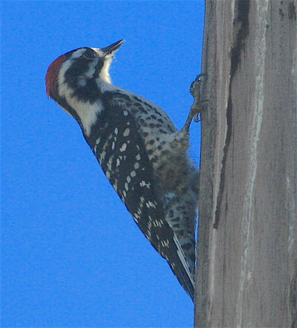 Nuttall's Woodpecker - ML389119791