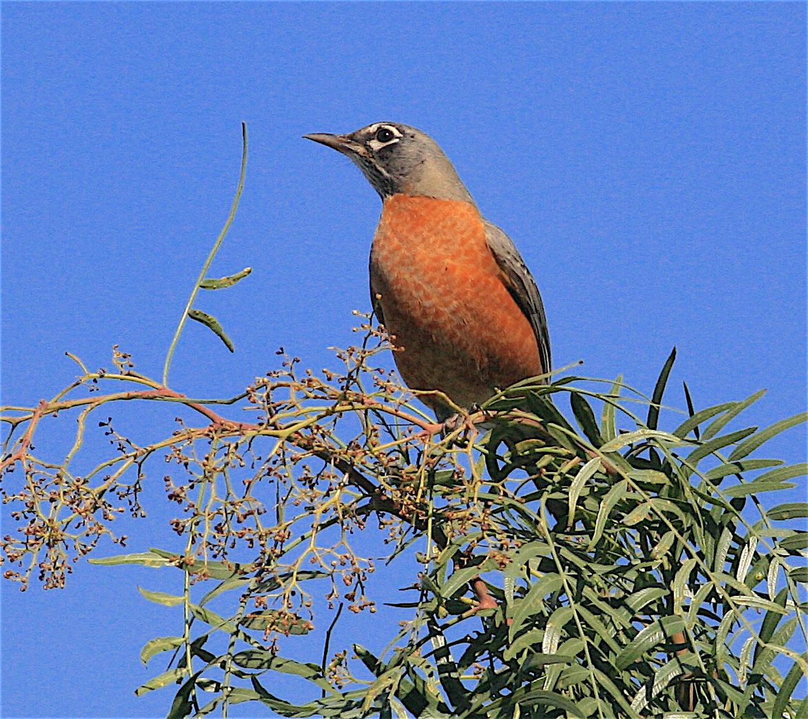 American Robin - ML389119931