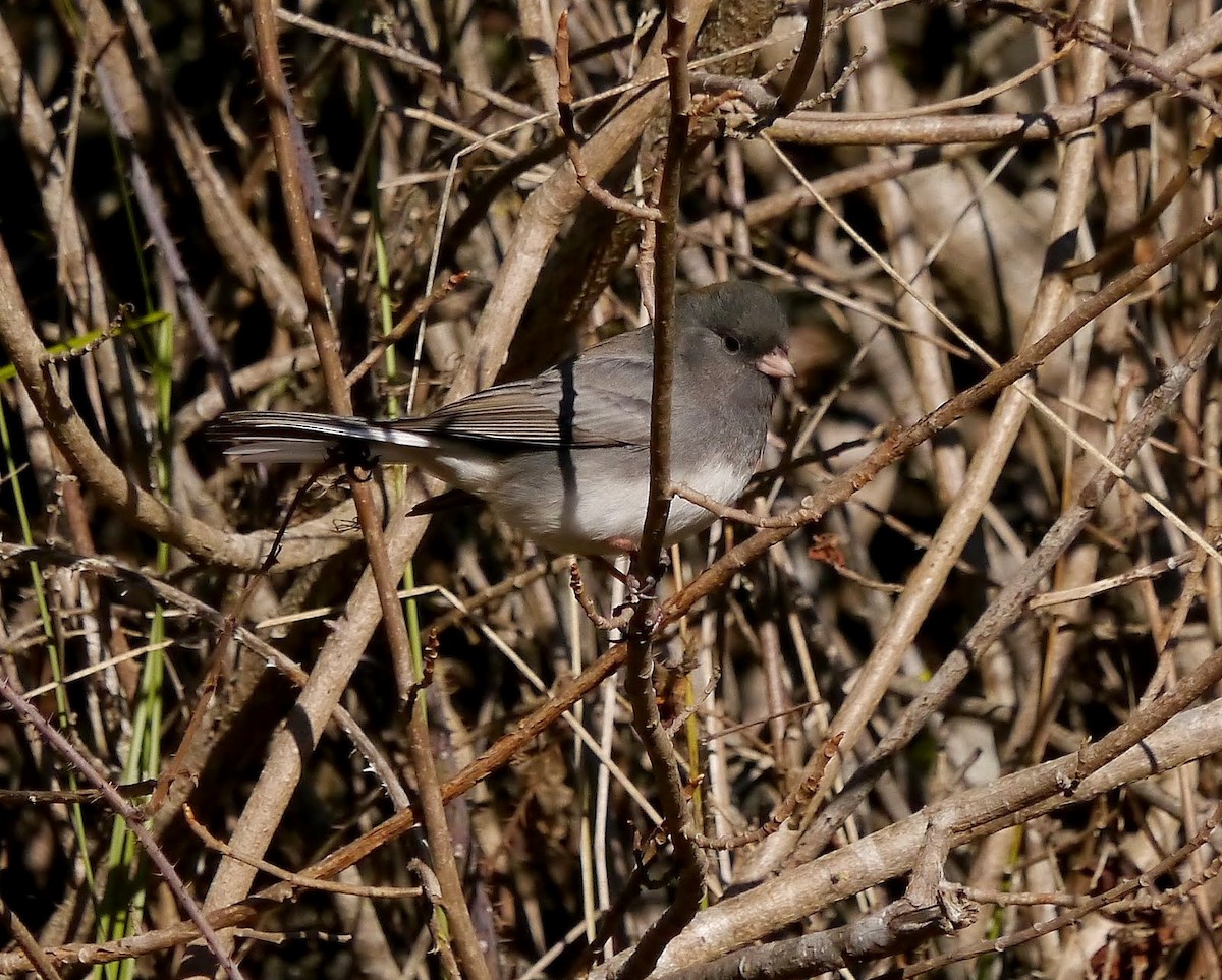 Dark-eyed Junco (Slate-colored) - ML389120611