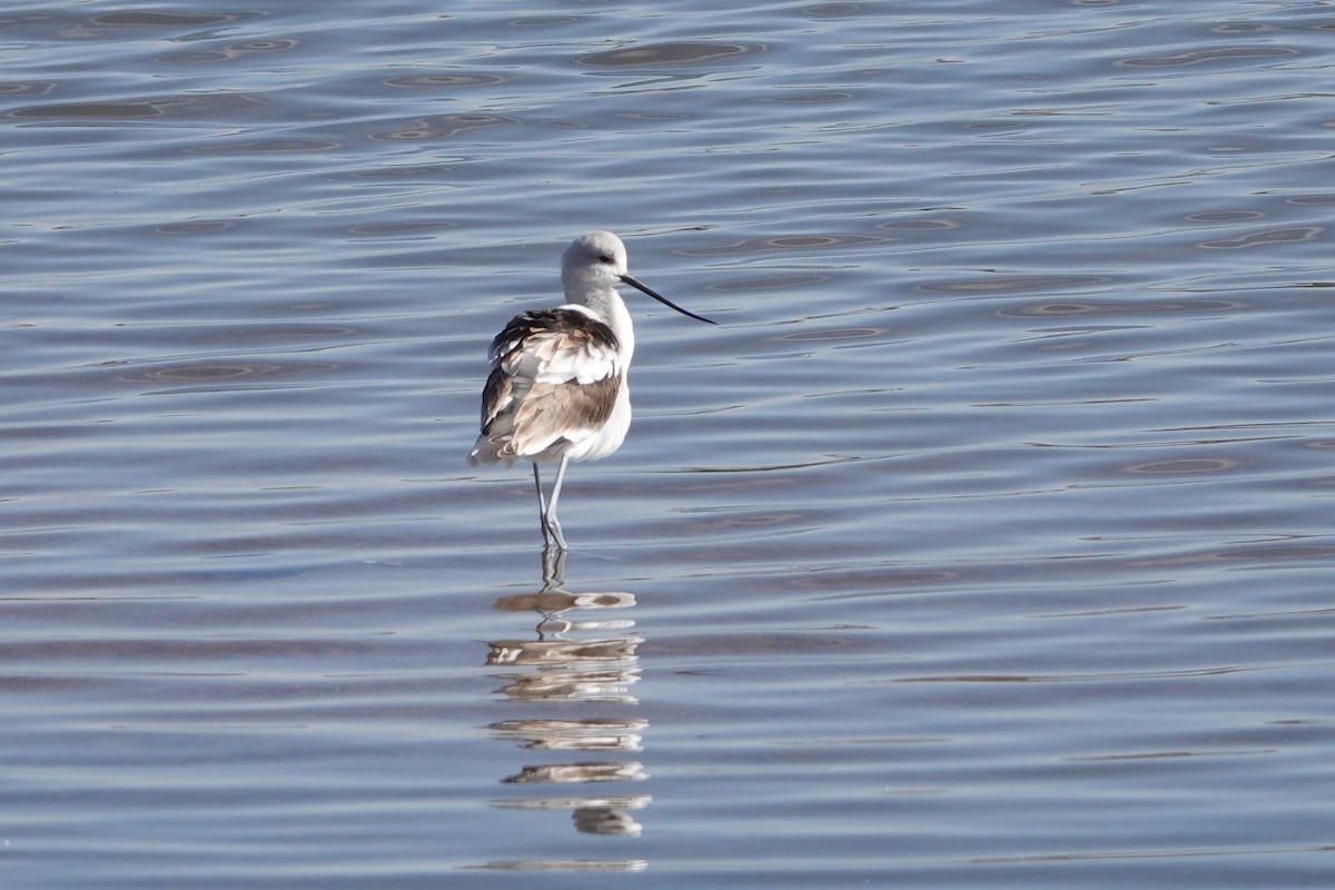 American Avocet - ML389120921