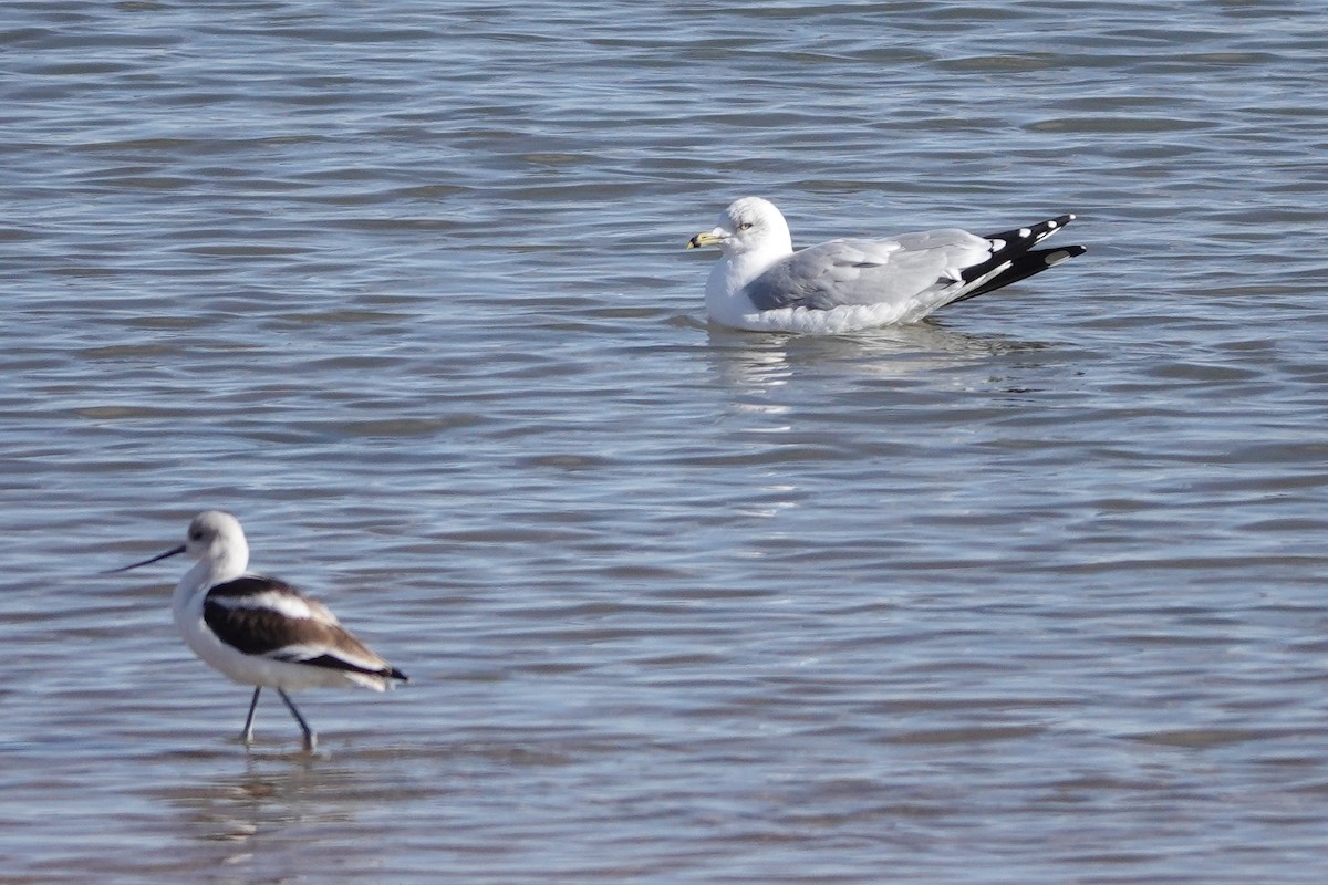 Ring-billed Gull - ML389121041